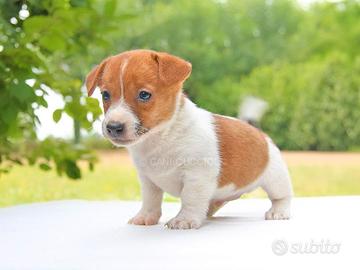 Cucciolo di Jack Russell bianco e arancio