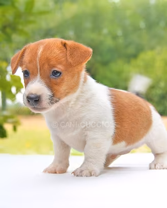 Cucciolo di Jack Russell bianco e arancio