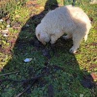 Cucciolo Lagotto Romagnolo