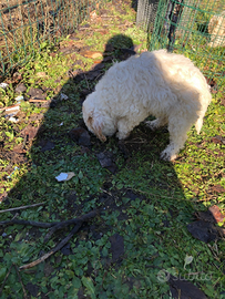 Cucciolo Lagotto Romagnolo