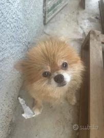 Pomeragnia