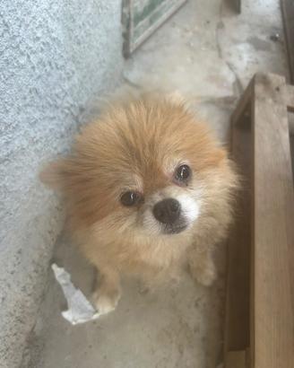 Pomeragnia