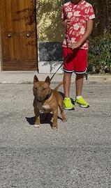 Bull terrier miniature stallone