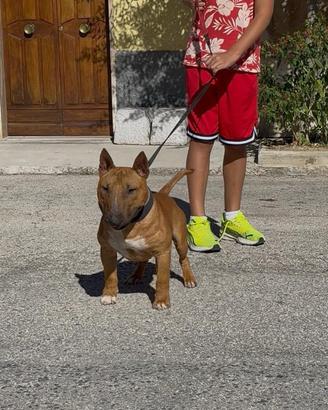 Bull terrier miniature stallone
