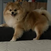 Disponibile per monta