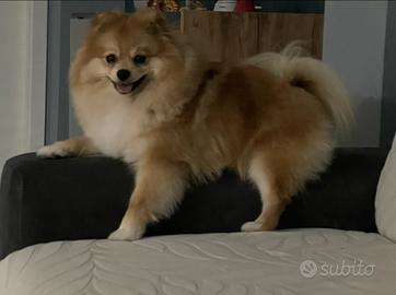 Disponibile per monta