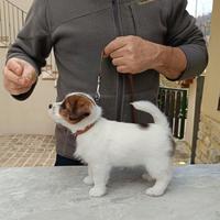 Cuccioli di Jack Russel Terrier Broken