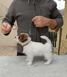 Cuccioli di Jack Russel Terrier Broken