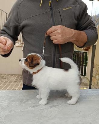 Cuccioli di Jack Russel Terrier Broken