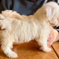 Cuccioli Maltipoo disponibili