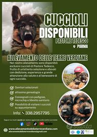 Cuccioli di pastore tedesco altissima genealogia