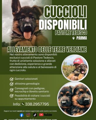 Cuccioli di pastore tedesco altissima genealogia