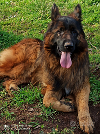 Cuccioli pastore tedesco a pelo lungo