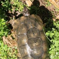 Tartarughe esotiche e mediterranee