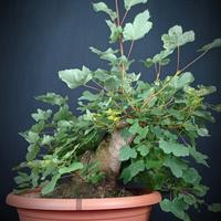 Acero opalo (Acer opalus)