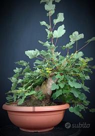 Acero opalo (Acer opalus)