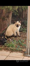 4 Cuccioli di gatto