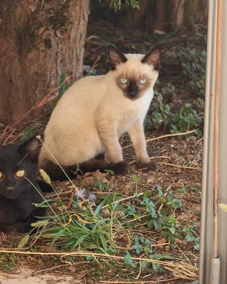 4 Cuccioli di gatto