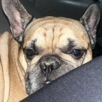 Bull dog francese