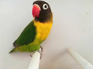 Insep mascherato verde maschio