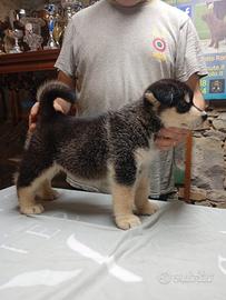Cuccioli Alaskan Malamute