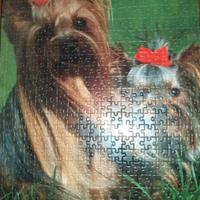 Quadro "Cani Yorkshire" - composizione puzzle