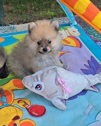 Spitz nano pomerania