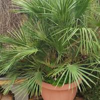 elegante pianta palma nana