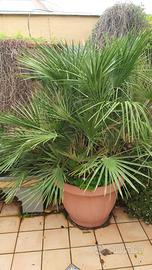 elegante pianta palma nana