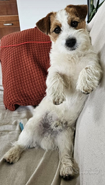 Jack russell terrier per accoppiamento
