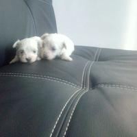 Maltese Coreano cuccioli