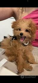 Pomapoo