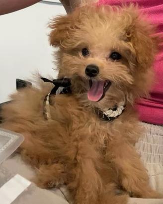 Pomapoo