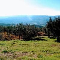 Uliveto - 250 piante -