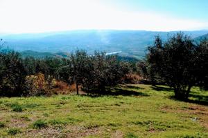 Uliveto - 250 piante -