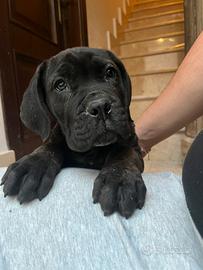 Cucciolo cane corso