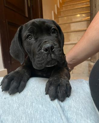 Cucciolo cane corso