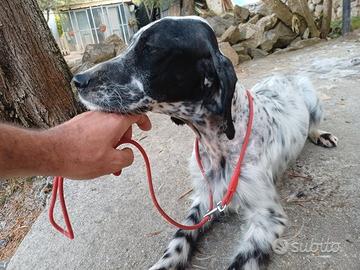Setter inglese avviata su beccacce e quaglie