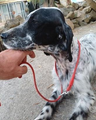Setter inglese avviata su beccacce e quaglie