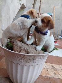 Cuccioli meticci taglia piccola