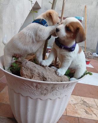 Cuccioli meticci taglia piccola