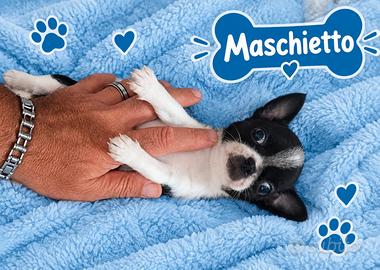 Chiwawa Toy maschio