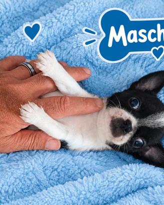 Chiwawa Toy maschio