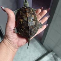 Tartaruga d'acqua già grande come vedete da foto (