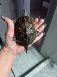 Tartaruga d'acqua già grande come vedete da foto (