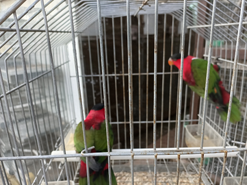 Cocorite,kakariti,inseparabili, parrocchetti