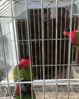 Cocorite,kakariti,inseparabili, parrocchetti