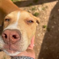 Cucciolo pitbull 3 mesi