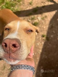 Cucciolo pitbull 3 mesi