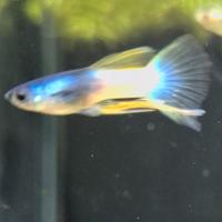 Guppy pinne lunghe ribbon pingu pesci tropicali